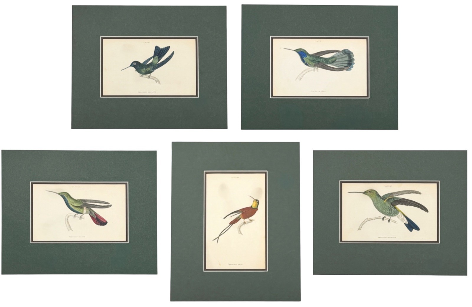Antique Hummingbird Print Gallery | 5 Jardine Hand-Colored Engravings, 1833 Antique Hummingbird Print Gallery | 5 Jardine Hand-Colored Engravings, 1833