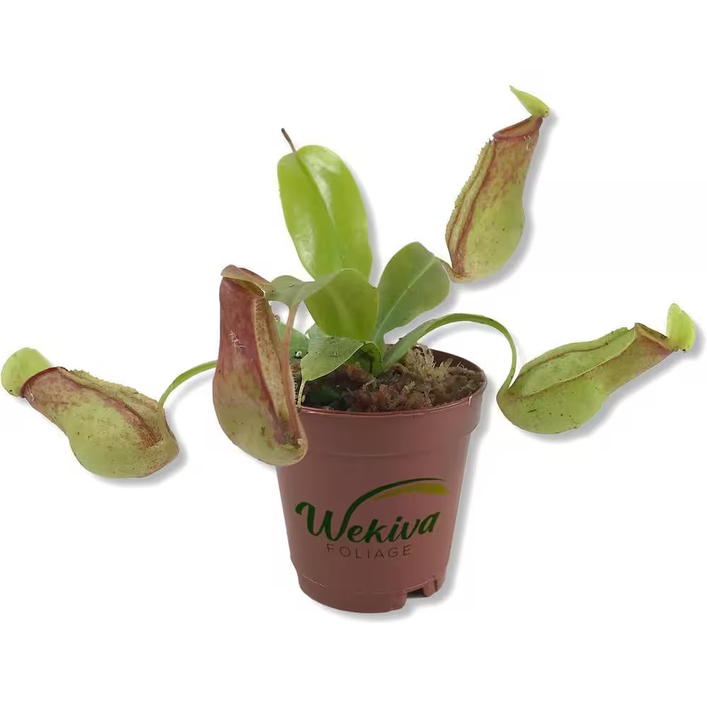 Carnivorous Pitcher Plant-Live Starter Plant in a 2 Inch Pot-Nepenthes St Gaya-I