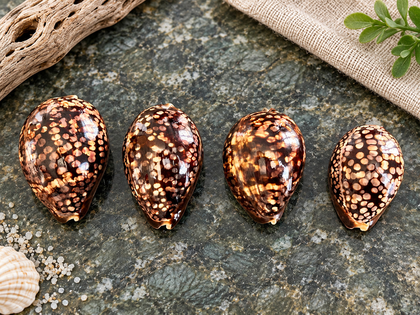 Lot of 4 - Humpback Cowrie Mauritia Mauritiana  Collector Seashell - Philippines