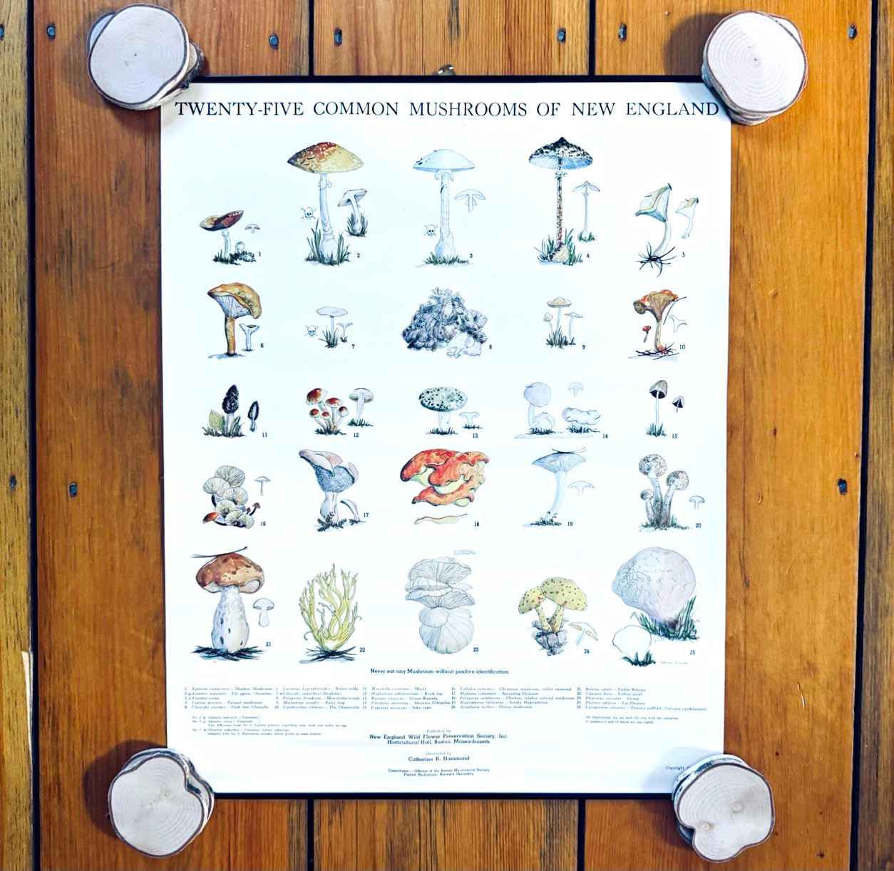 Vintage 1967 Mushroom Chart Poster Twenty Five Common Mushrooms New England