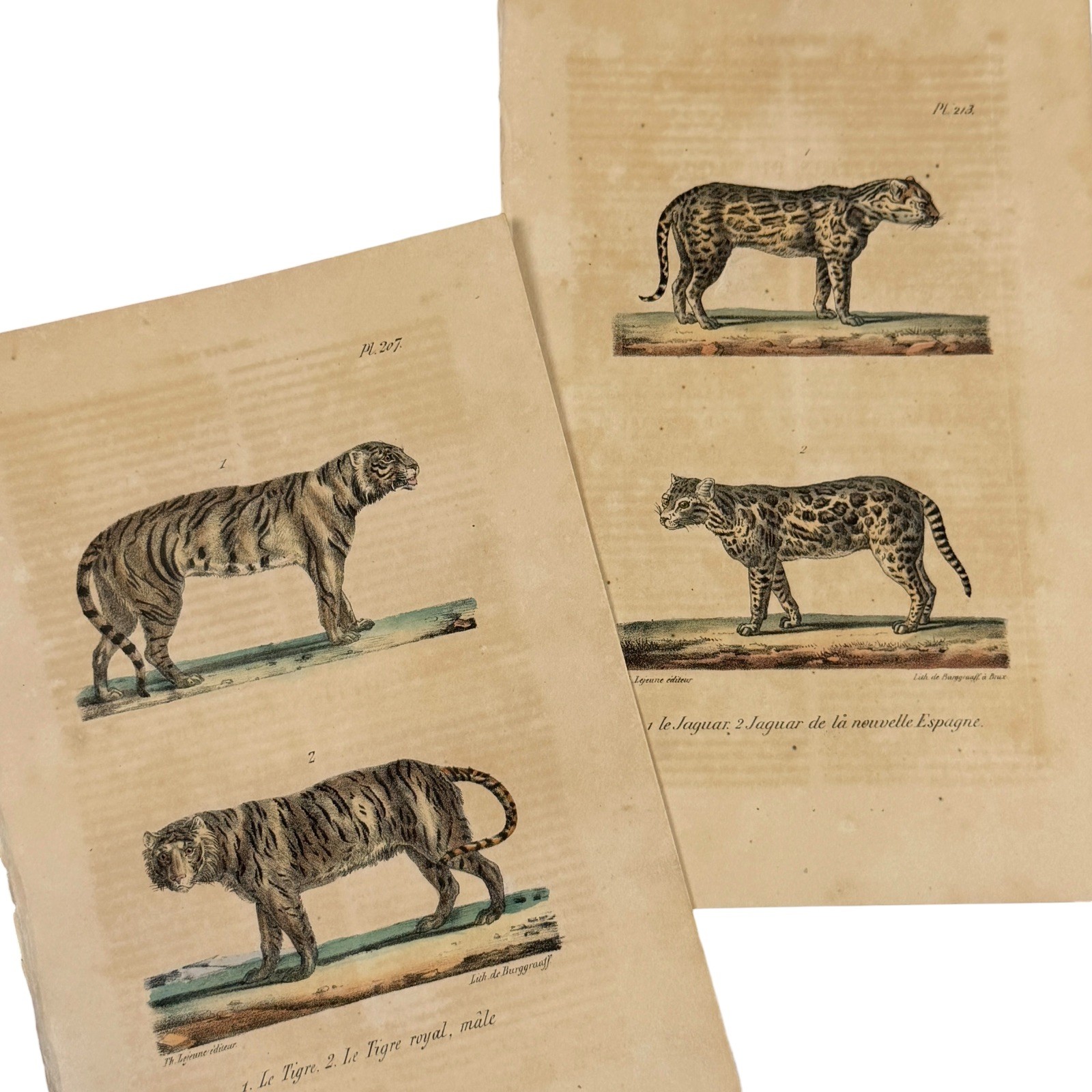 1833 Pair Big Cat Prints | Antique Hand-Colored Tiger & Jaguar, Buffon Lejeune 