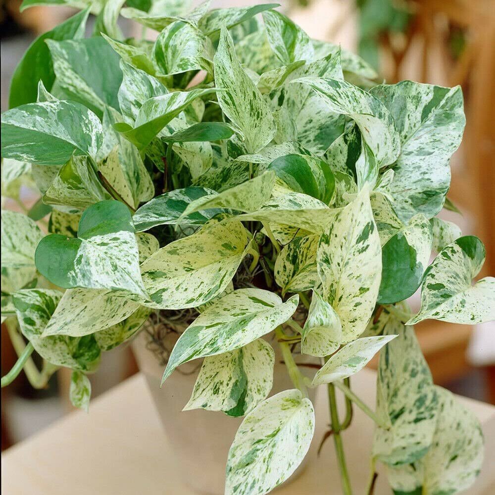 Pothos Ivy Combo 3 Cuttings Indoor Plant 3 cuttings Marble Queen