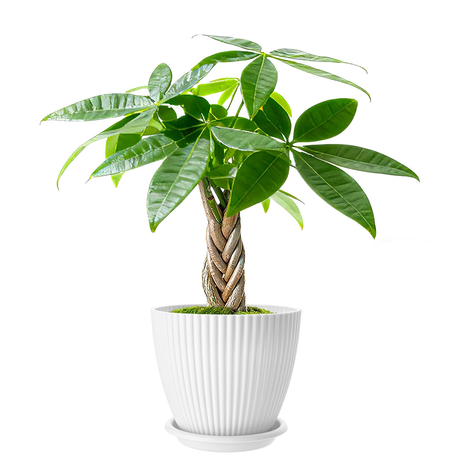 Money Tree Live Braid Plant with Planter Money Tree Live Braid Plant with Planter