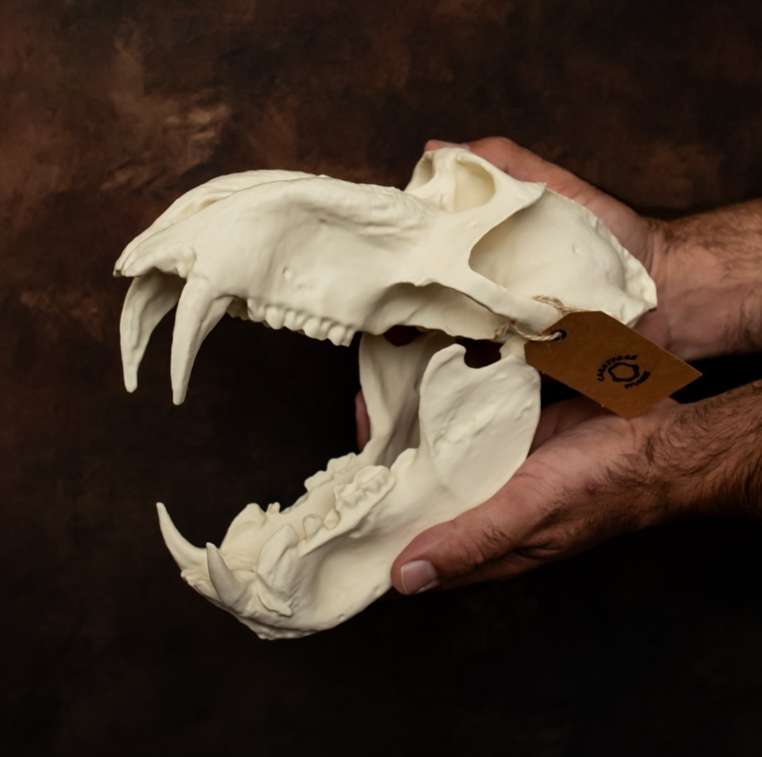 Mandrill Baboon Skull Replica Life Size Primate Monkey Skull Separate Jaw