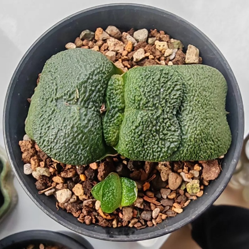 6-8CM Gasteria Armstrongii Butterfly Asphodelaceae Succulent Plant Home Garden
