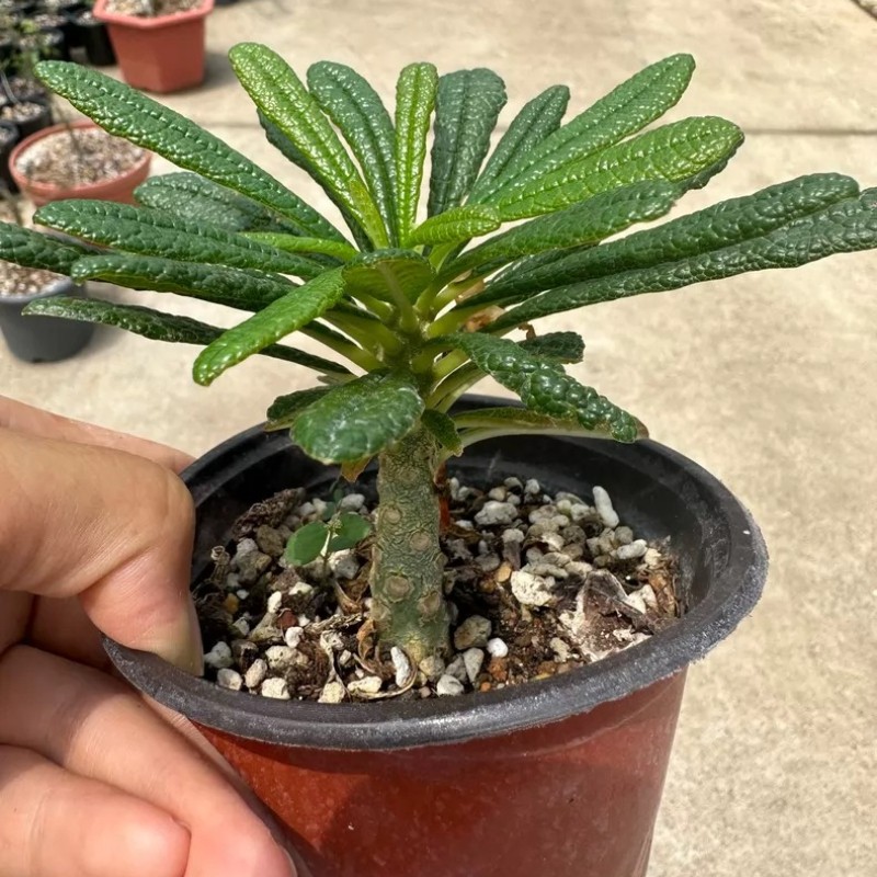 8CM Dorstenia Gigas Bullata（Thin Rod）Cactaceae Succulent Cactus Plant Beautiful