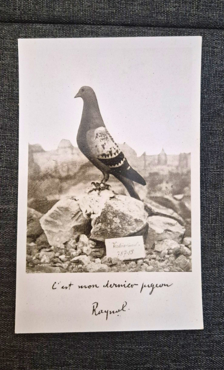 RPPC WWI Famous Carrier Pigeon Vaillant, Unposted
