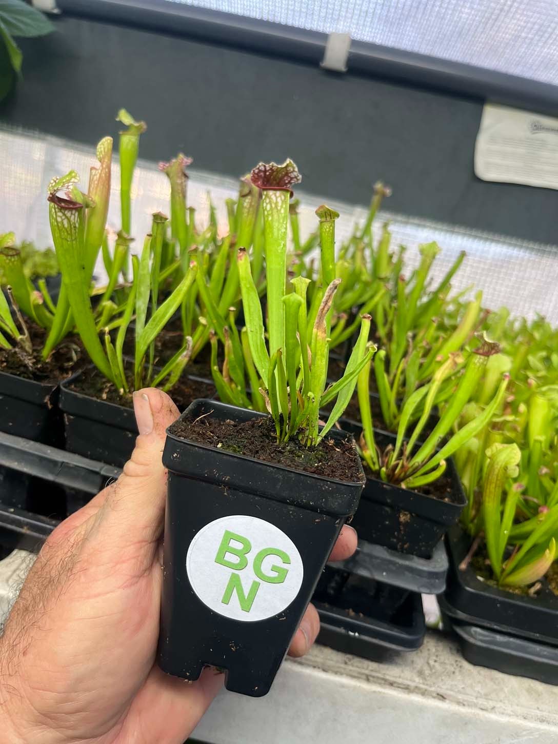 Sarracenia \ Sarracenia \