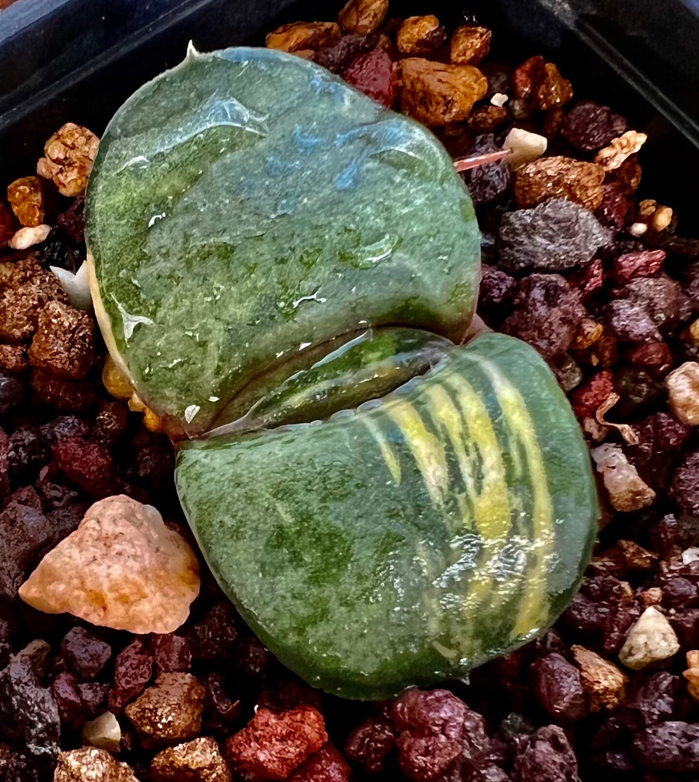 GASTERIA ARMSTRONGII var. PILLANSII variegated variegated extra fat leaves A16