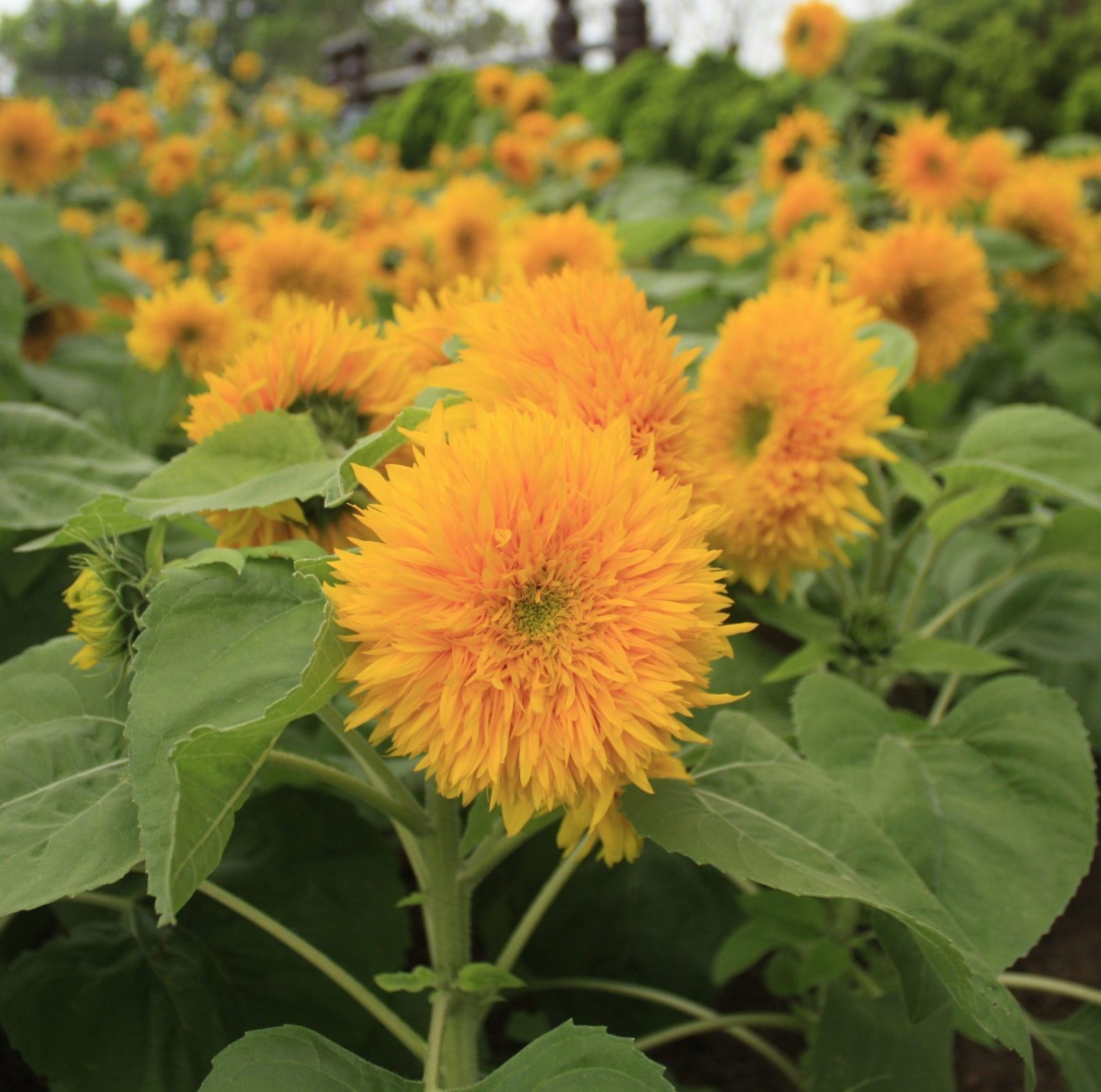 Teddy Bear Sunflower Seeds, Compact, Dwarf Sungold Sunflower, NON-GMO, 