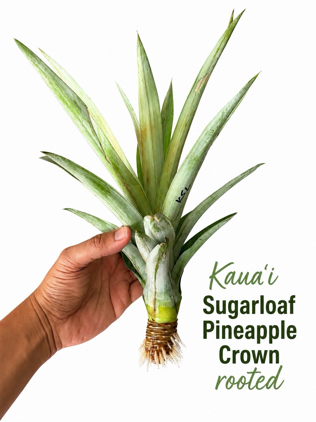 Kauai Sugarloaf Pineapple (Rooted Crown) Immediate Delivery In The US Only