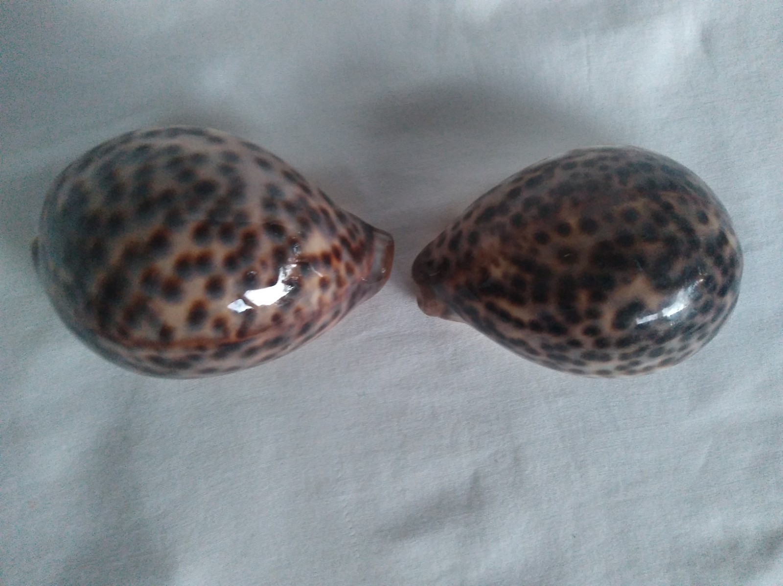 Cypraea Tigris 2 Lot XL  Natural Tiger Cowrie Seashells Craft Beach  Decor US6