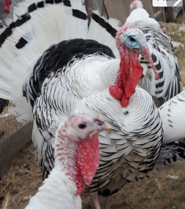 6 Royal Palm Turkey Hatching Eggs 6 Royal Palm Turkey Hatching Eggs