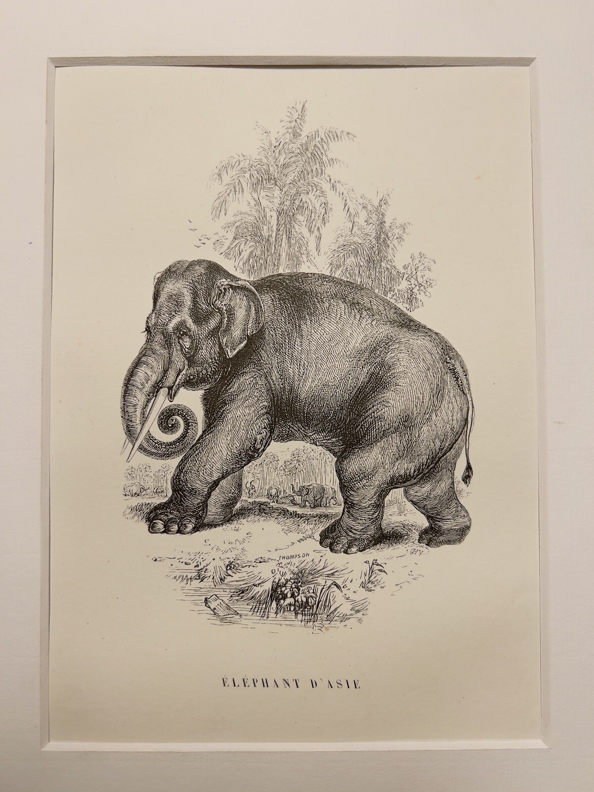 ANTIQUE STEEL ENGRAVING ELEPHANT ELEPHANT ASIA AFRICA 1858 NATURE RETRO VINTAGE