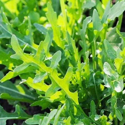 Roquette Arugula Seeds | Heirloom / Non-GMO | | Seed Store | 1174 Roquette Arugula Seeds | Heirloom / Non-GMO | | Seed Store | 1174