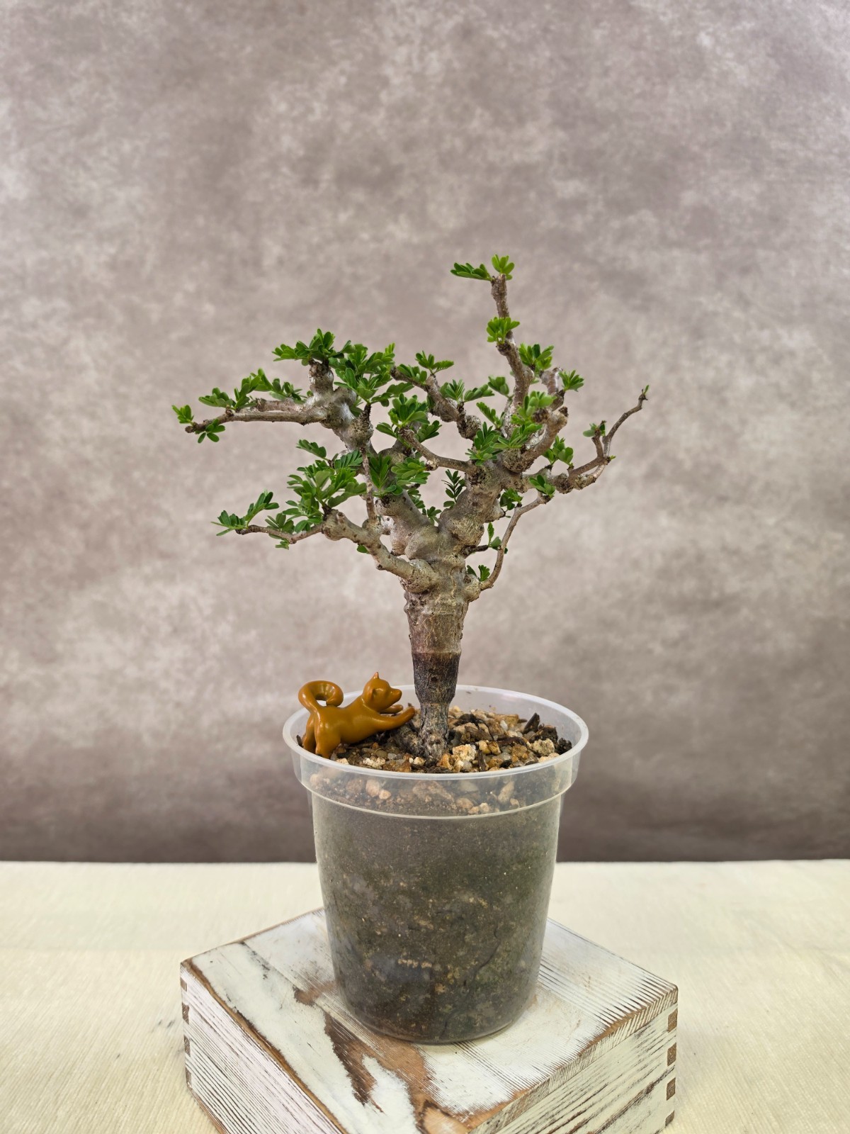 LARGE, RARE and HEALTHY Senna Meridionalis - (Succulent, Not pachypodium)