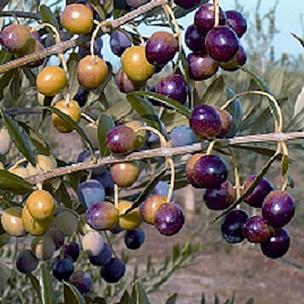 Buy 1 get 1 free, Olive Tree starter plant, 4-6 inches tall, well rooted Buy 1 get 1 free, Olive Tree starter plant, 4-6 inches tall, well rooted