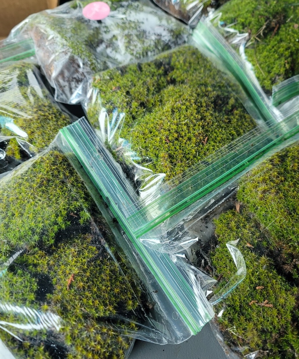 Live Star Moss, Live Plants, Fresh, Fairy Gardens, Vivarium Reptiles Frogs Live Star Moss, Live Plants, Fresh, Fairy Gardens, Vivarium Reptiles Frogs