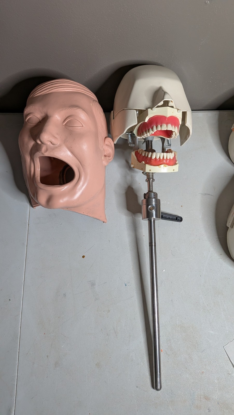 VTG Columbia Dentoform Dental Phantom Head Display W/ Pole Metal Shroud (#9) VTG Columbia Dentoform Dental Phantom Head Display W/ Pole Metal Shroud (#9)