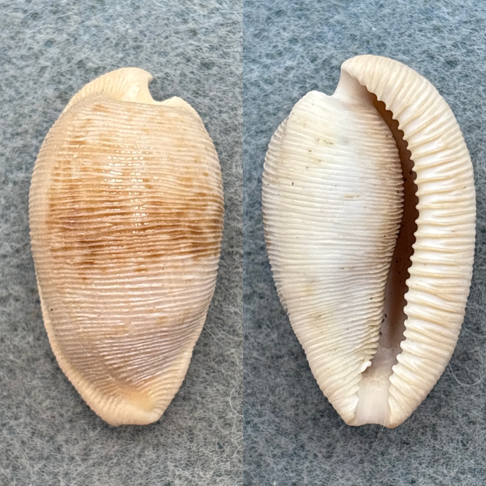 Cypraea (Cypraeovula) capensis 32mm F South Africa