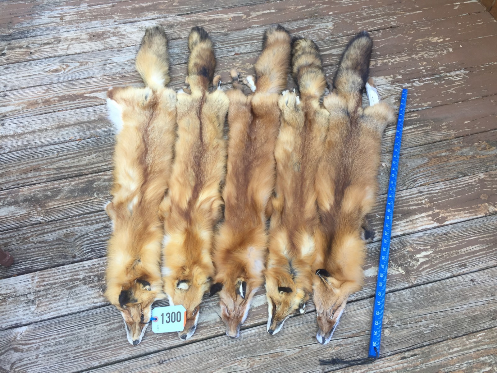 Beautiful lg.- Xlg. RED FOX Soft Tanned Fur/Skin/Hide/Hunting Lodge/Taxidermy #