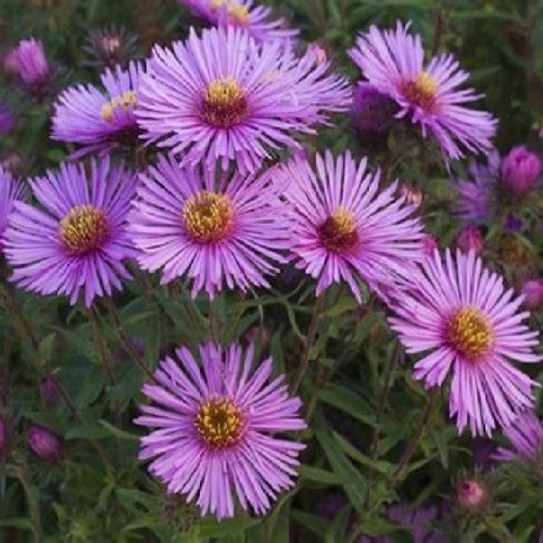 2,500 to 5,000 Heirloom New England Aster Seeds Organic Non-GMO 2,500 to 5,000 Heirloom New England Aster Seeds Organic Non-GMO
