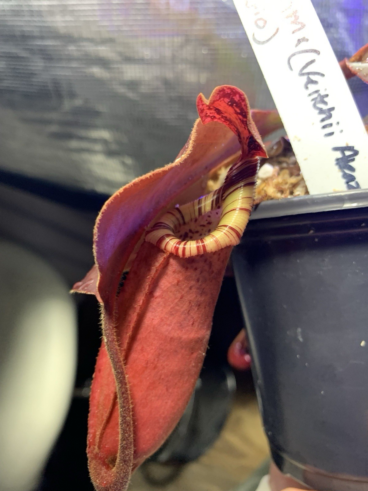 Nepenthes Sibuyanensis x Trusmadiensis x (Veitchii Akasukin x Bario) SEEDGROWN