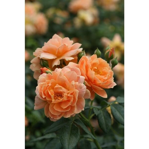 PROVEN WINNERS ( 4.5 in. ) Qt. At Last Rose (Rosa) Live Shrub, Orange Flowers