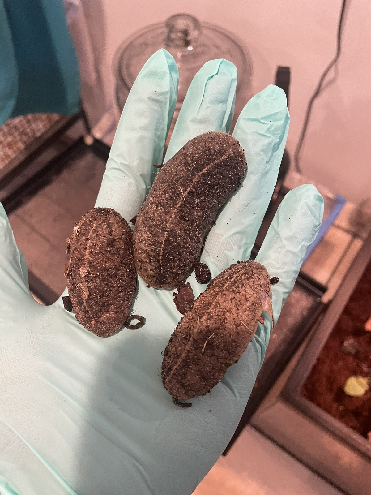 10 LIVE Florida Leatherleaf Slug Large Species Of Pet Slugs + FREEBIE