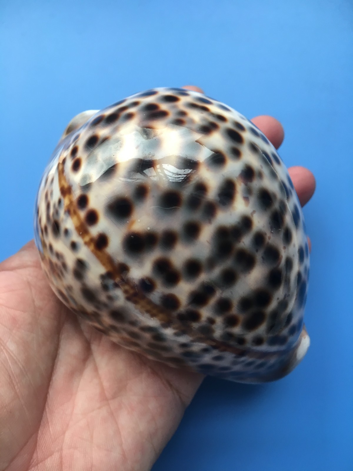 110.3mm | Cypraea Tigris Pardalis| F+++GEM| GIANT size| CALLOUSED Heavy 229g 110.3mm | Cypraea Tigris Pardalis| F+++GEM| GIANT size| CALLOUSED Heavy 229g