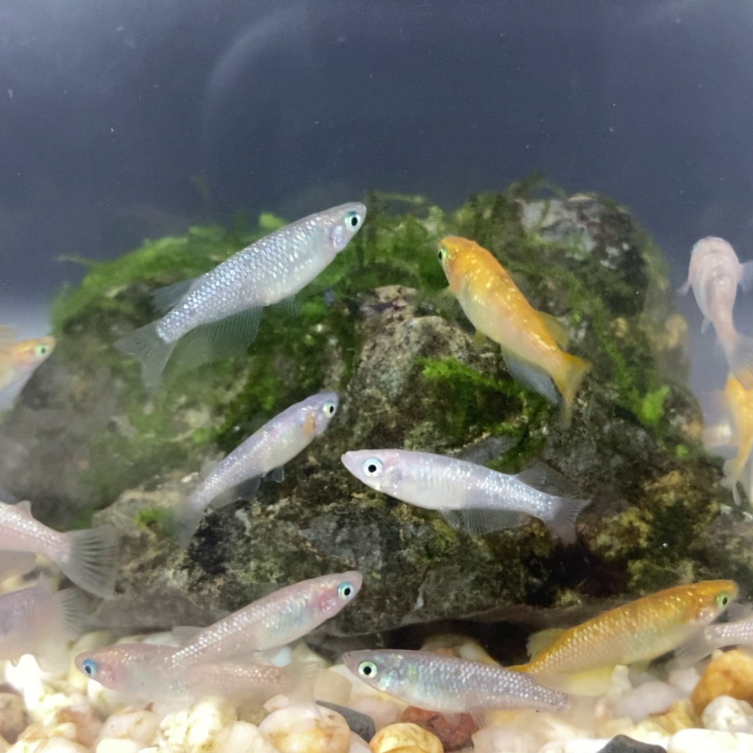 Lot of 10 Medaka, Glitter Mix, Japanese Rice Fish, Easy Hardy Aquarium/Pond Fish