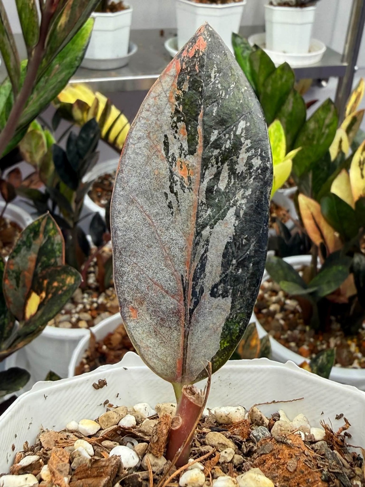 ZZ Rare Zamioculcas Zamiifolia Raven Silver Orange Black Variegated LeavesRooted