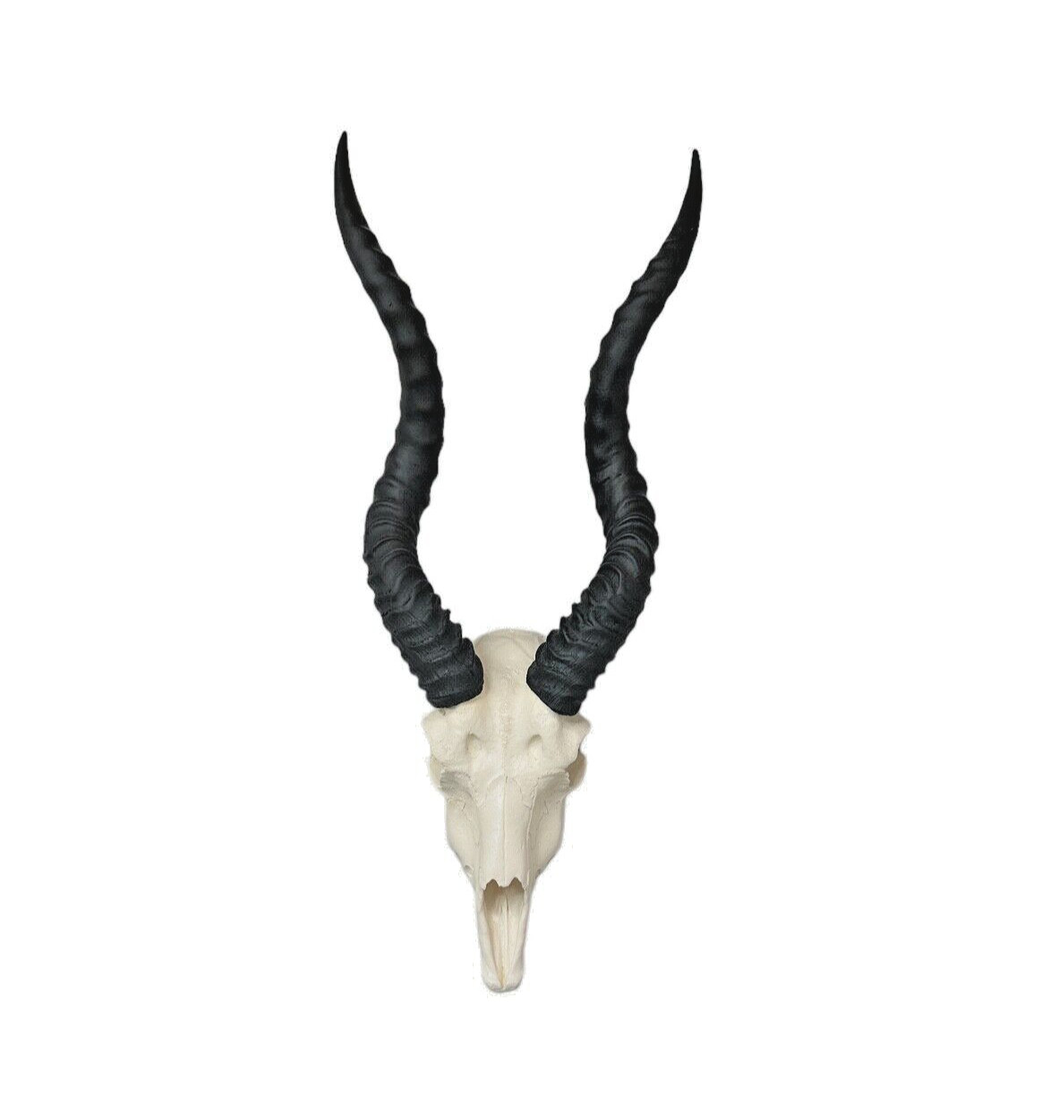 Blackbuck Indian antelope skulls Man Cave Taxidermy faux replica Interior Design