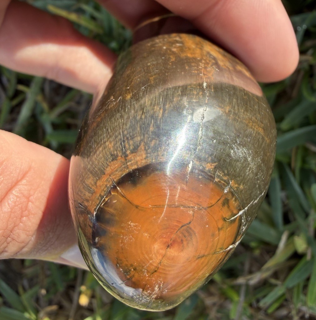AMAZING LEVIATHAN SPERM CETACEAN FOSSIL TOOTH POLISHED WOODGRAIN ORANGE AMAZING LEVIATHAN SPERM CETACEAN FOSSIL TOOTH POLISHED WOODGRAIN ORANGE