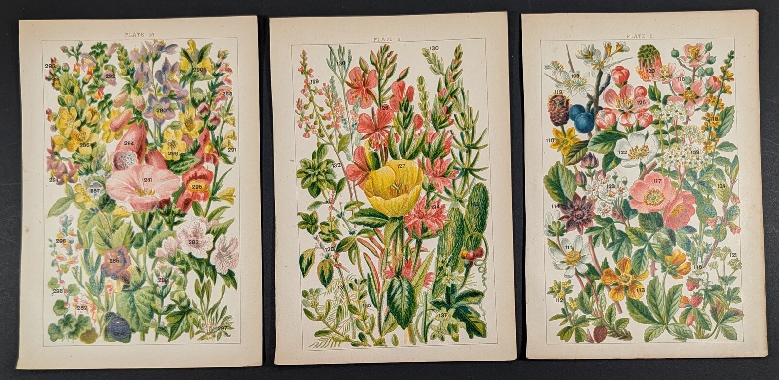 Antique c1895 Wildflower Chromolithograph Set of 3 Gordon Allen Wild Rose Poppy