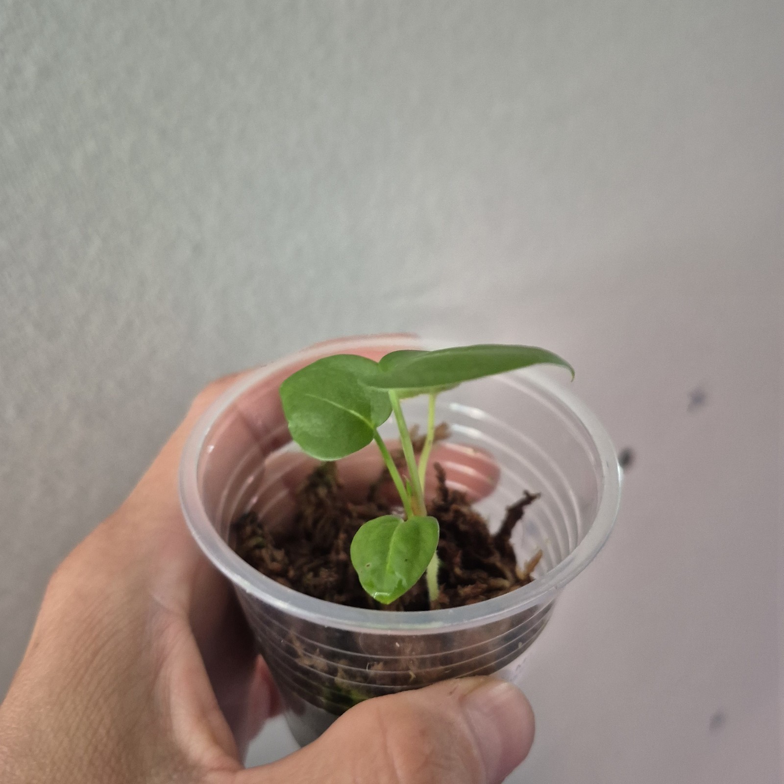 ANTHURIUM Michelle X NOID Fused Sinus Seedling Rare ANTHURIUM Michelle X NOID Fused Sinus Seedling Rare