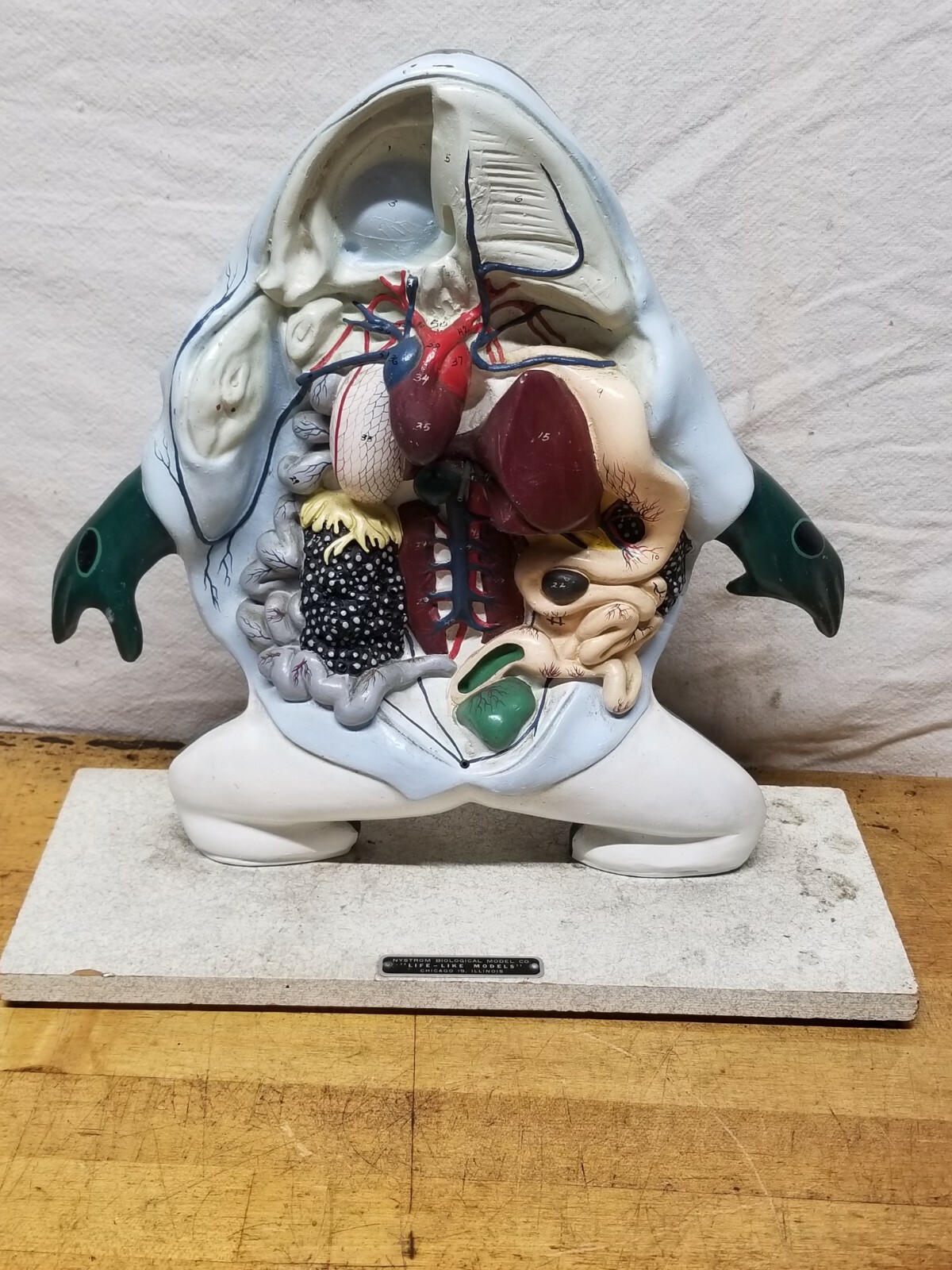 Vintage 3D Anatomical Model of Frog Nystrom Life Like Models