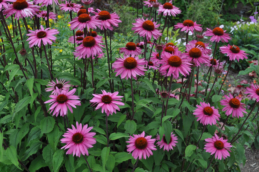 Purple Coneflower, Echinacea Purpurea, Butterflies Hummingbirds Bees, 