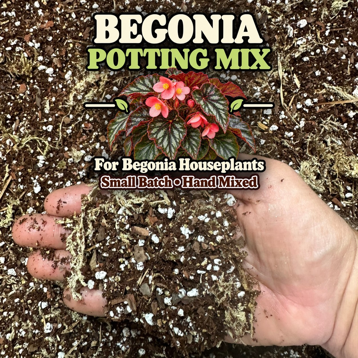Begonia Potting Mix Rex Angel Wing Cane Rhizomatous Houseplant Indoor Soil
