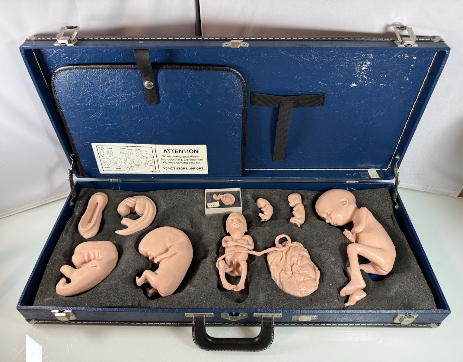 Nasco Life/Form Human Reproduction & Development 9pc Manikin Set Embryo to Fetus