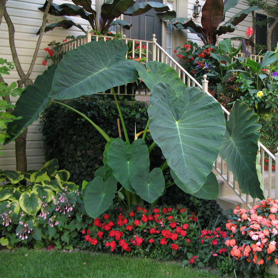 10 LIVE BULBS Colocasia gigantea Thailand Giant Thai Elephant Ear Huge Leaf