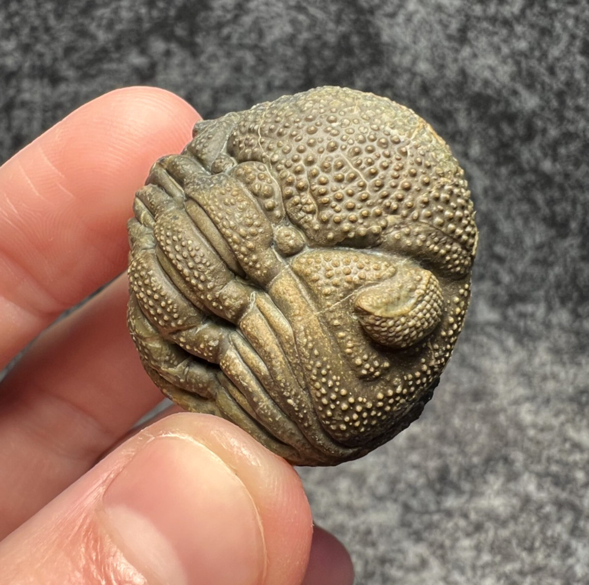 Moroccops sp. Trilobite Fossil – Excellent Natural Detail ✅