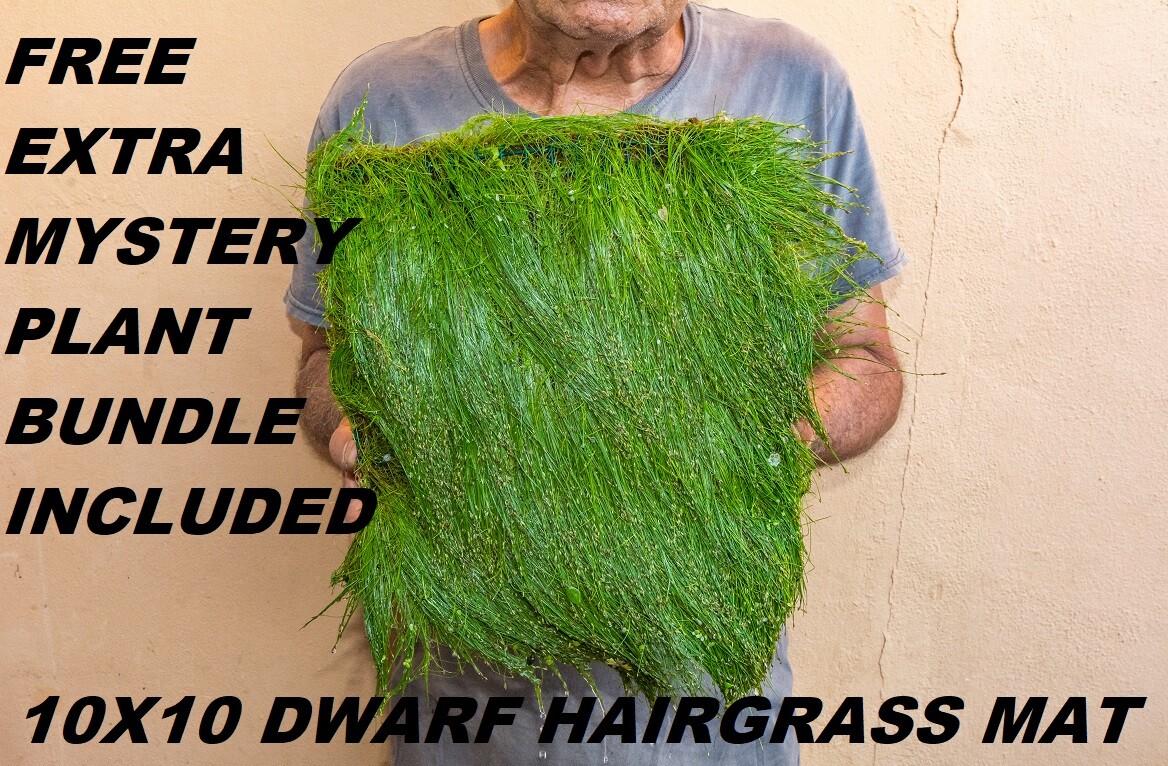 10X10 Eleocharis Parvula dwarf hairgrass mat aquarium planted tank live plants