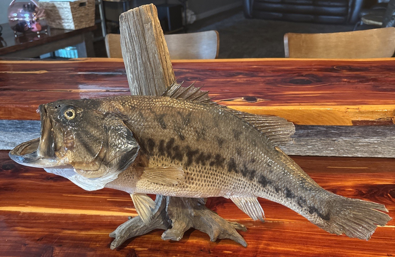 Largemouth Bass~21”~Driftwood Mount ~Pedistal or Wall~Bucket Mouth~Left Facing