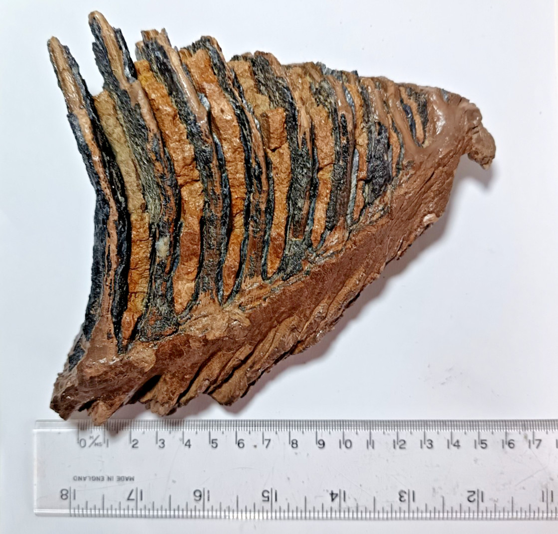 HUGE Placeistocene Mammoth Tooth Fragment. Hungarian Steppe Mammoth MV75
