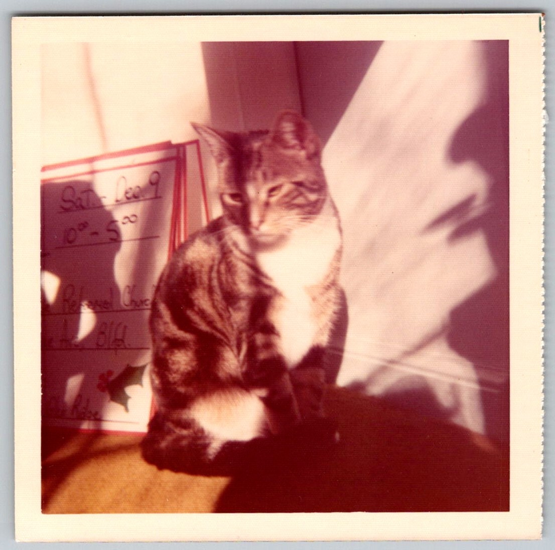 Vtg Color Snapshot Cute Tabby Cat Sitting By Christmas Holiday Sign Sunbeam