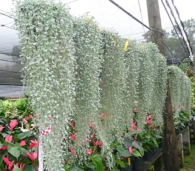 Silver Falls Dichondra Seeds for Planting (10 Seeds) - Stunning Weeping Plant