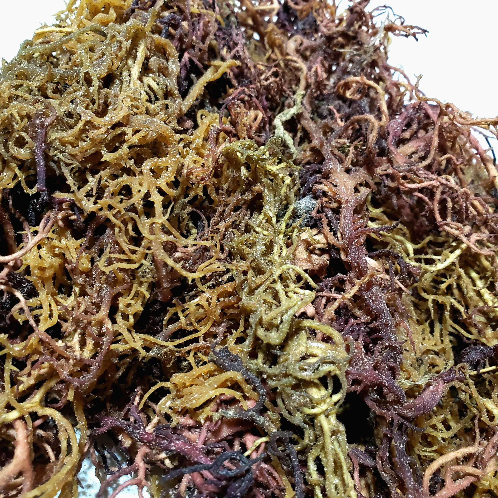 Wildcrafted Purple Mix Sea Moss I Tanzania Raw Sun-Dried Whole Leaf I 4oz–50lb