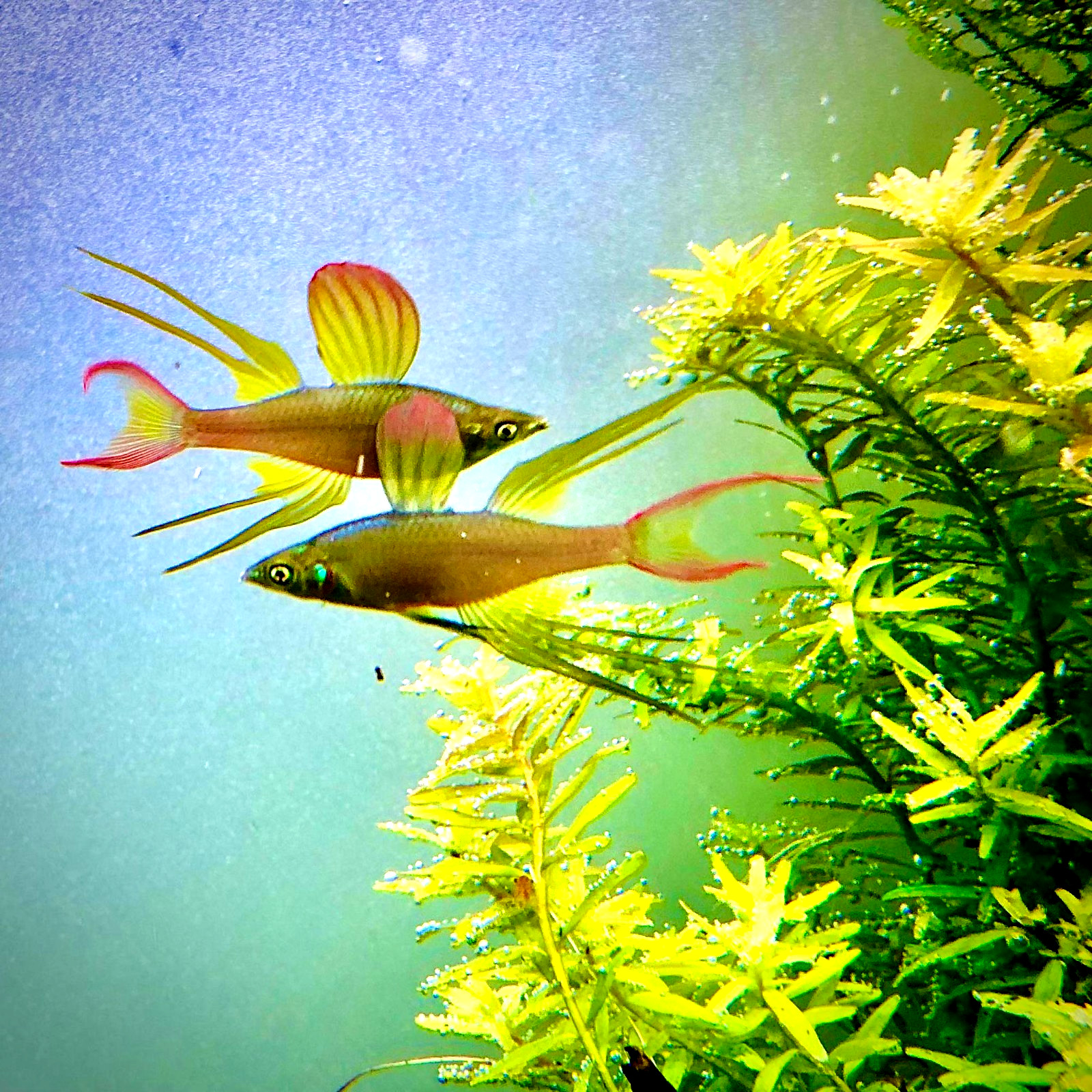 6 Threadfin Rainbowfish TANK BRED High Quality Live Aquarium Fish 6 Threadfin Rainbowfish TANK BRED High Quality Live Aquarium Fish