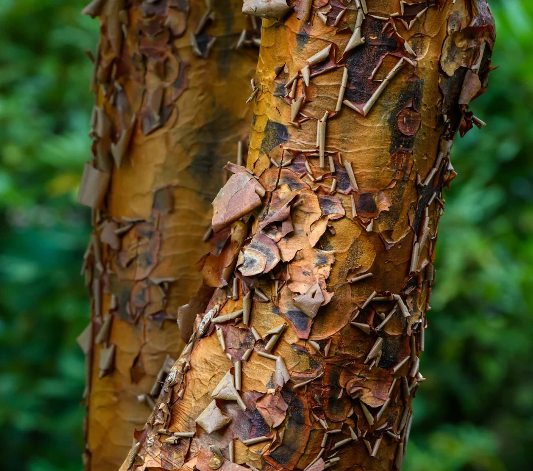 50 Paperbark Maple Seeds (Acer griseum) Rare Ornamental Tree – Stunning Peeling
